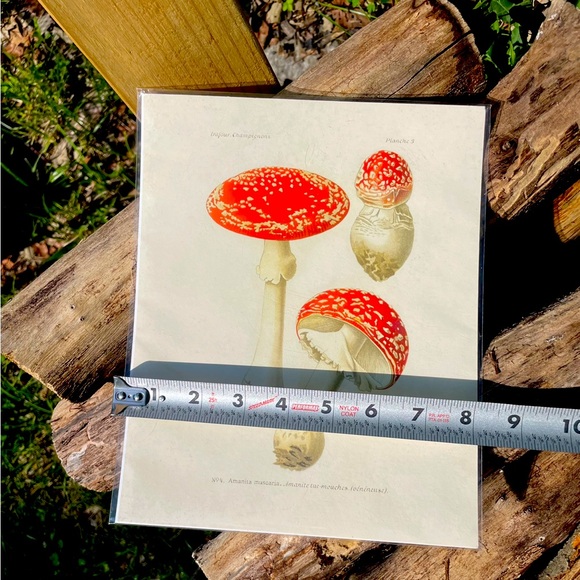 Magic Mushrooms Print By Curious Prints - Picture 8 of 8